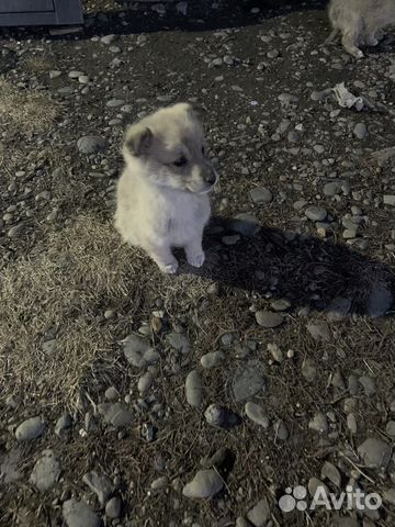 Щенята Лайки