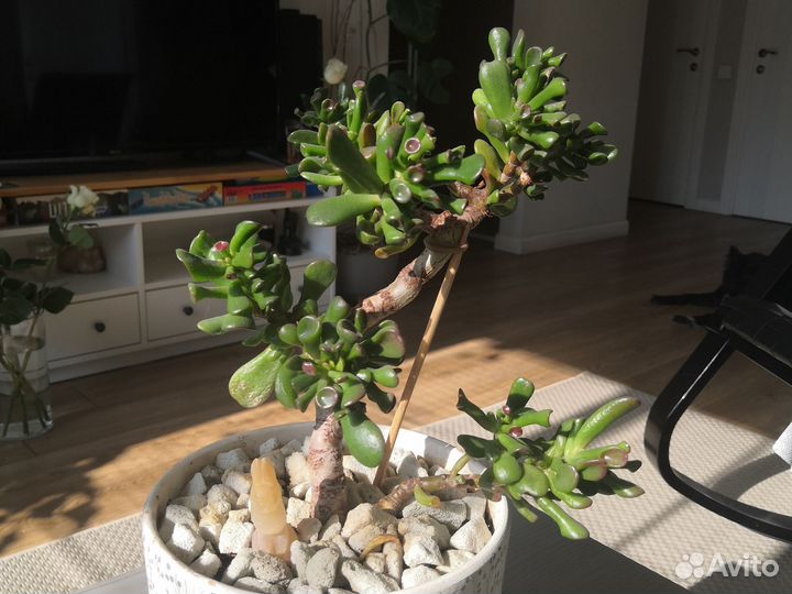 Крассула хоббит