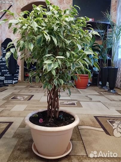 Фикус бенджамина большой