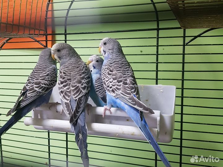 Волнистый попугай