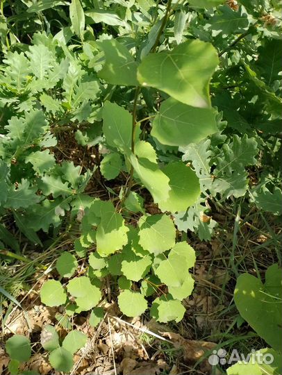 Саженцы: дуб, осина, канад. клён, берёза