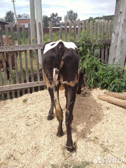 Телка 1 год 4 месяца