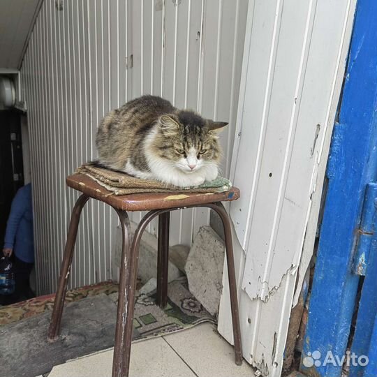 Красивая кошка