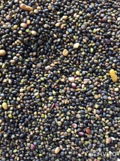 Клевер розовый 