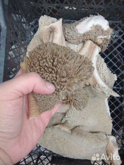 Мясо. Рубец, требуха