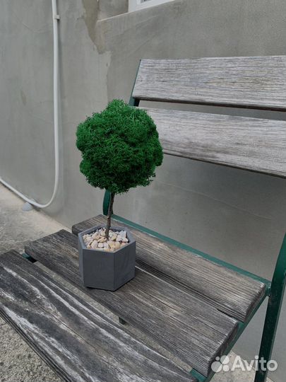 Кашпо со мхом