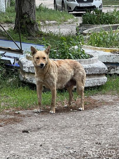 Собака в добрые руки щенок