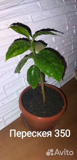 Комнатные растения