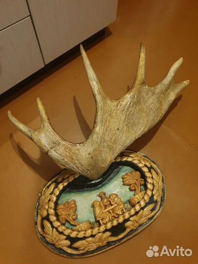 Продам рога лося