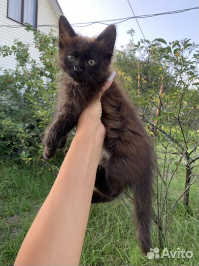 Котенок шоколадка