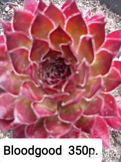 Коллекционные сорта молодило.Садовые