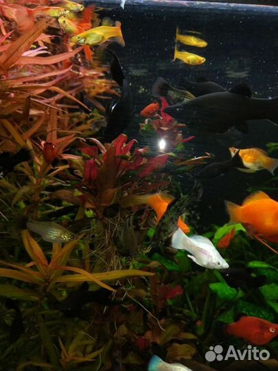 Аквариумные растения, рыбки
