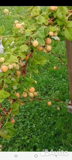 Саженцы ремонтантной малины