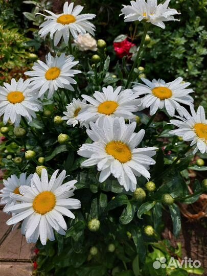 Цветы многолетники