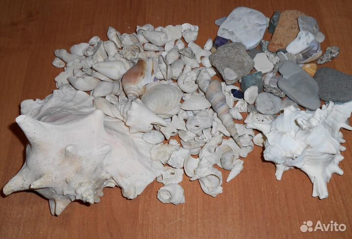 Ракушки и камни