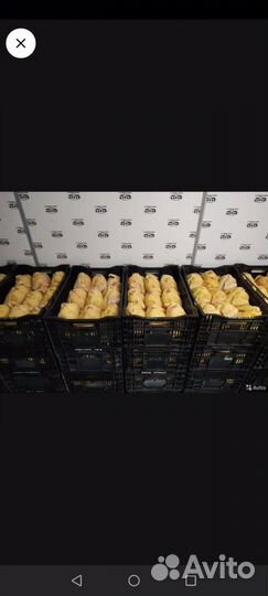 Тушка бройлера Халяль