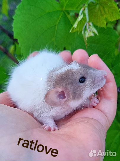 Крысята ручные и нежные мальчишки от ratlove