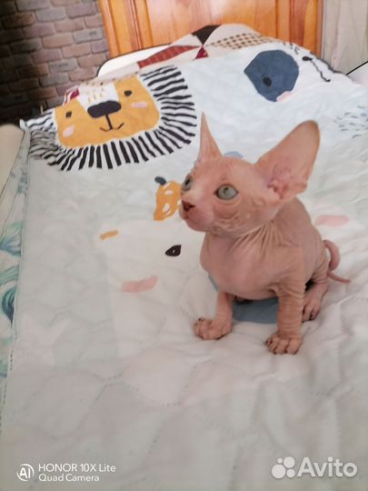 Канадский сфинкс котята