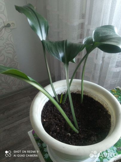 Комнатные цветы эухарис