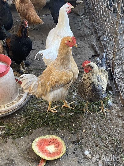 Молодые петухи