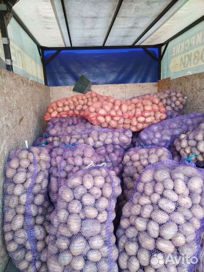Продам картофель оптом