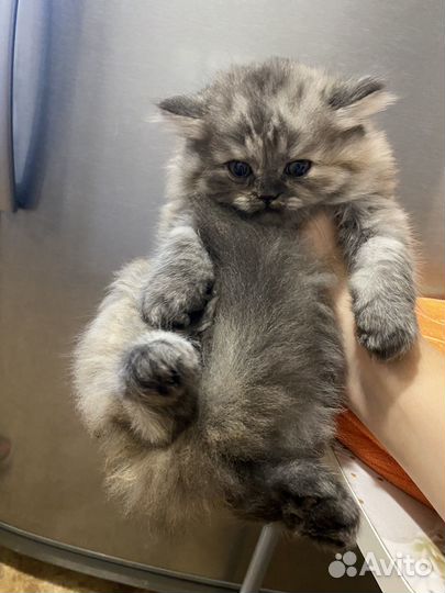 Шотланский котенок