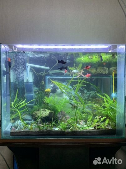 Аквариум