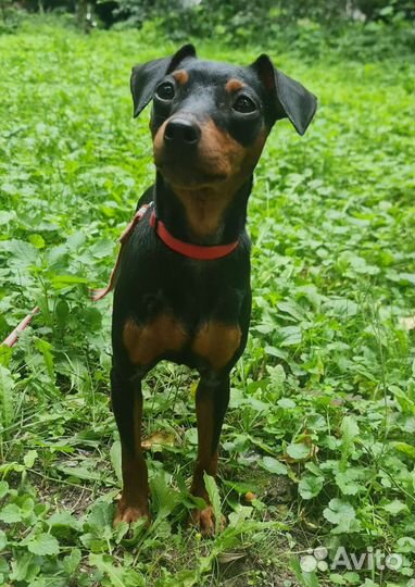 Цвергпинчер