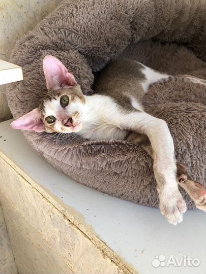 Ориентальная кошка в добрые руки