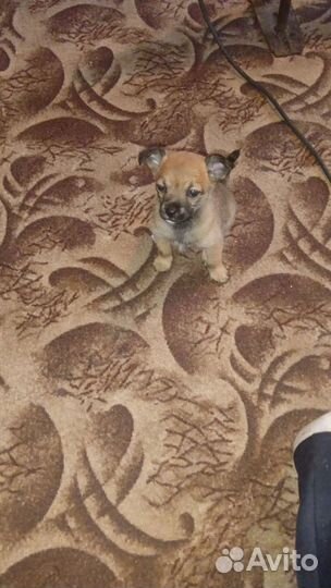 Мини девочка