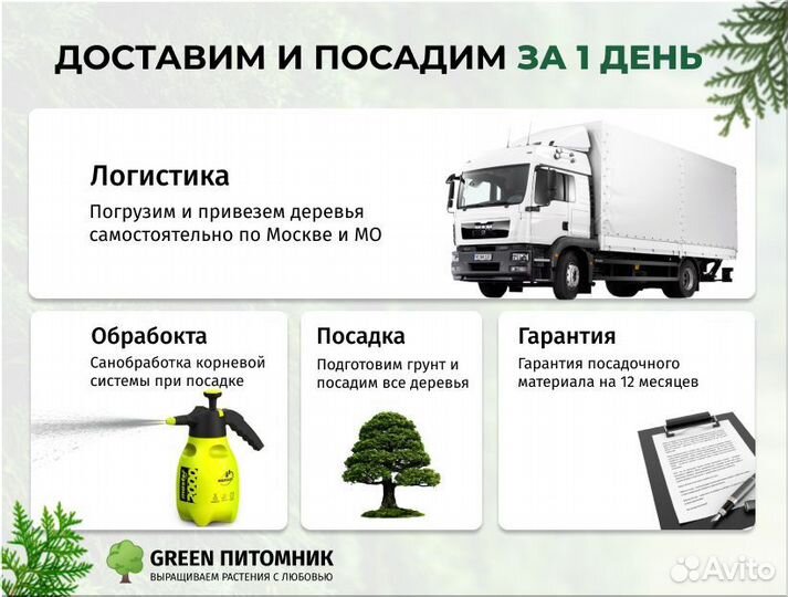 Смарагд,Брабант,колумна в ассортименте