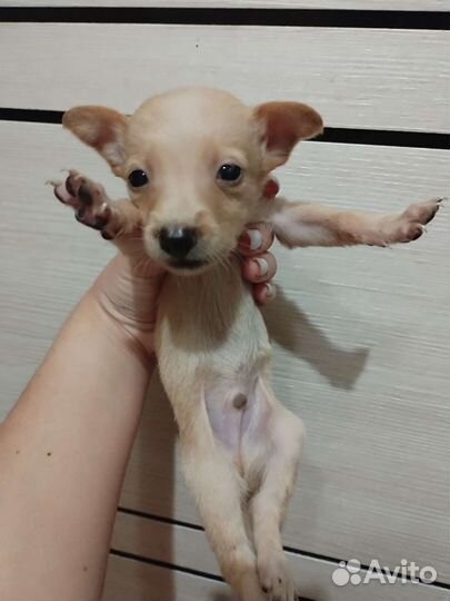 Щенки таксы