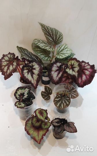 Бегонии, пилеи, фиттонии, эписции, Альтернатера