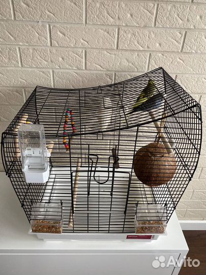 Волнистые попугаи