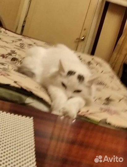 Отдам кошку в хорошие руки