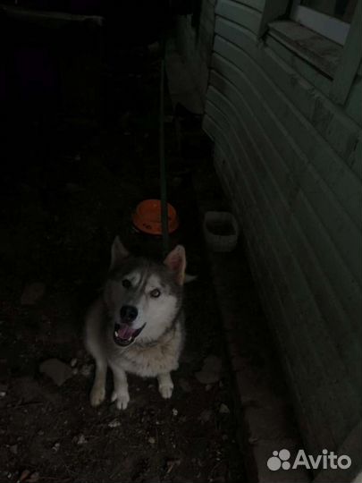 Собака в добрые руки отдам бесплатно