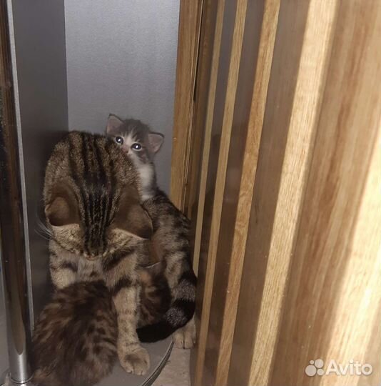 Котята в добрые руки 1 месяц