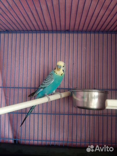 Попугай волнистый мальчик 3 года