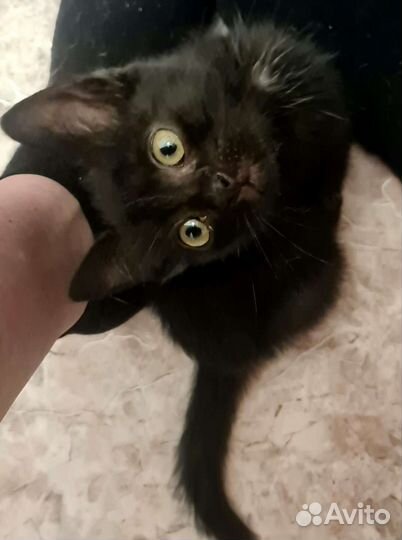 Кошка девочка