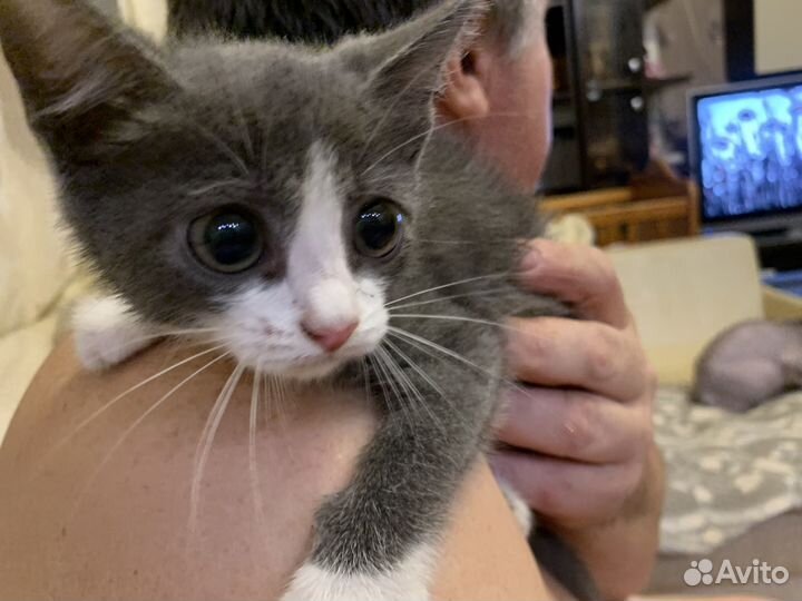 Котенок 2 месяца