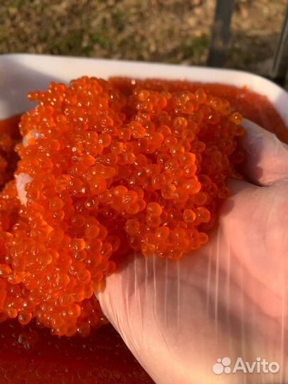 Красная икра горбуши 2023