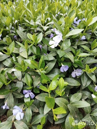 Садовые растения и цветы