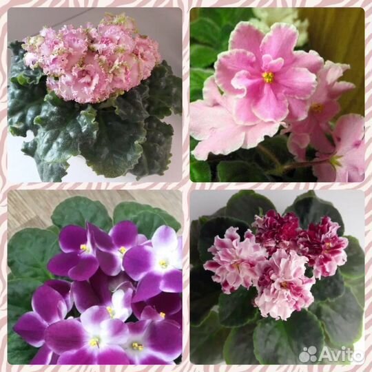 Сортовые фиалки