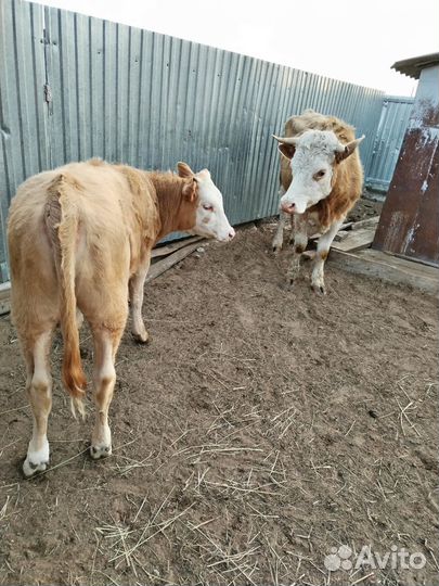 Коровы и телки