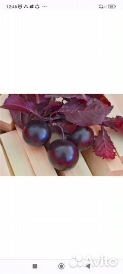 Слива крастнолистная