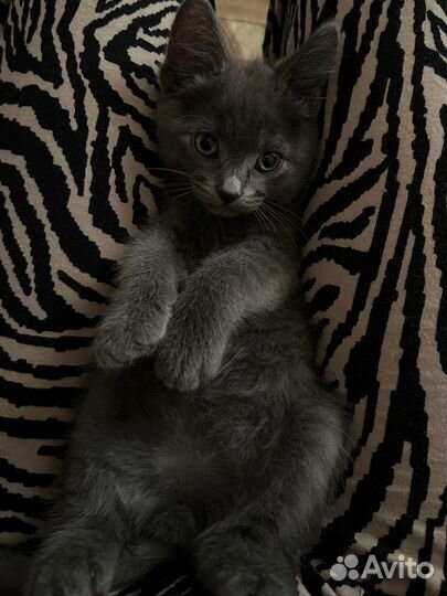 Котята бесплатно