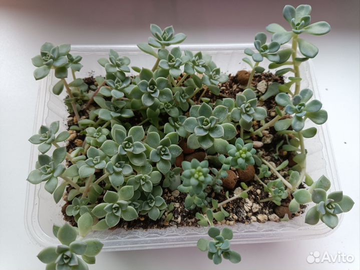 Суккуленты