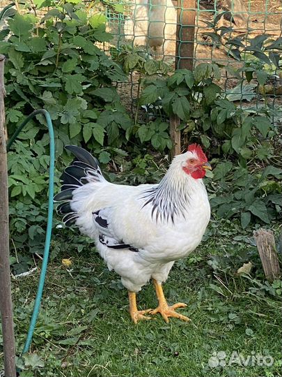 Петух адлерский