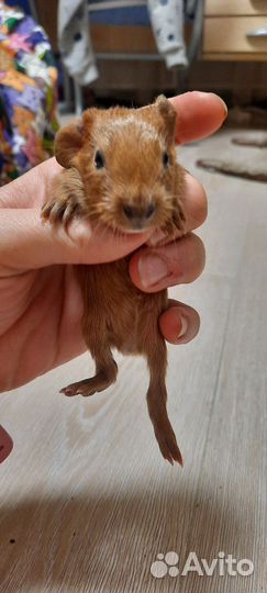 Морские свинки Калифорния