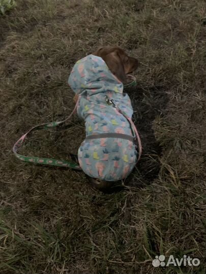 Дождевик для собак